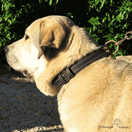 Collar Premium de alta resistencia en piel y Biothane