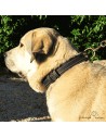 Collar Premium de alta resistencia en piel y Biothane para perro