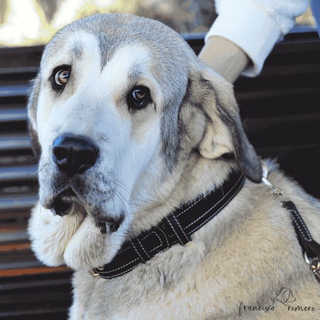 Collar Premium de alta resistencia en piel y Biothane Personalizado