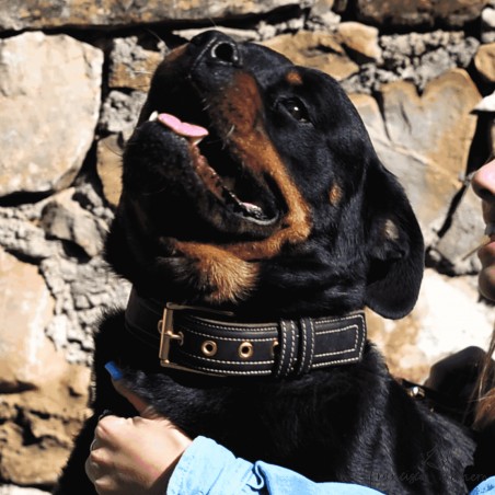 Collar Premium de alta resistencia en piel y Biothane Personalizado