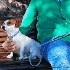 Correa para perros piel... 2