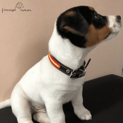 Collar de piel de vaquetilla con...