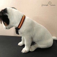 Collar de piel de... 2