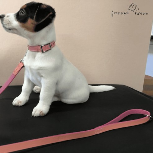 Collar de piel para perro puppy