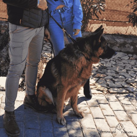 Correa Piel Engrasada Con Collar Incorporado