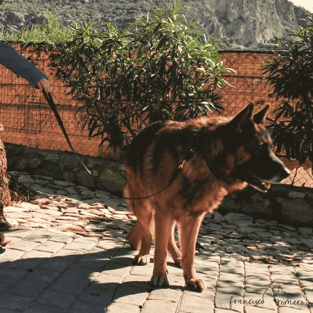 Correa Piel Engrasada Con Collar Incorporado