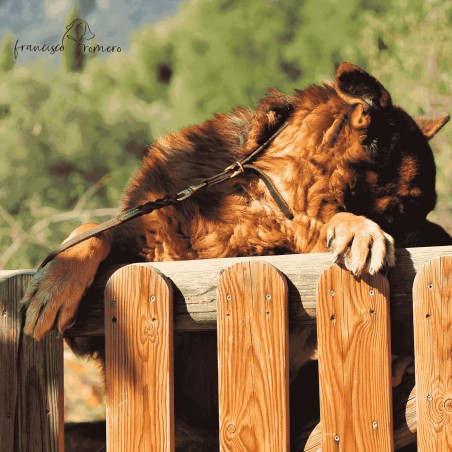 Correa Piel Engrasada Con Collar Incorporado