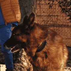 Correa Piel Engrasada Con... 2