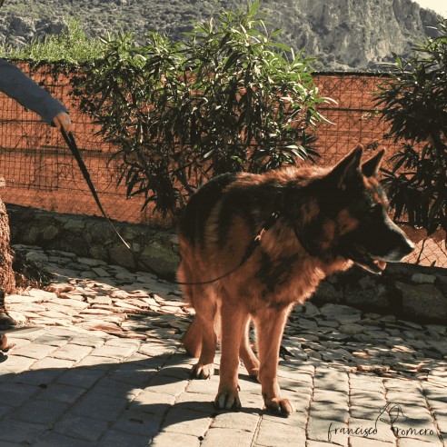 Correa Piel Engrasada Con Collar...