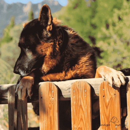 Correa Piel Engrasada Con Collar Incorporado Personalizado