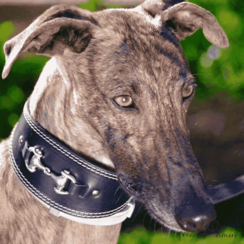 Collar para Galgo Estribo Plata
