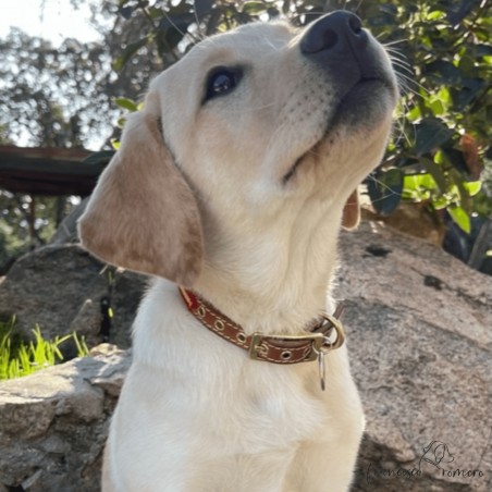 Collar doble piel de vaquetilla con bandera España y herrajes de latón personalizado