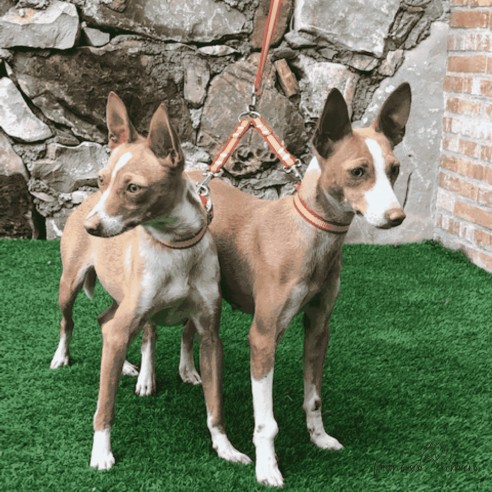 Amarre dos perros Nylon España ancho...