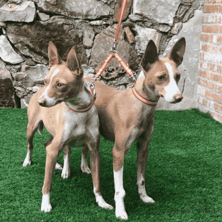 Amarre dos perros Nylon España ancho 1,5 cm