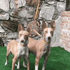 Correa Nylon España ancho... 2