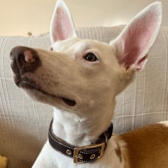 Collar Piel Funda... 2