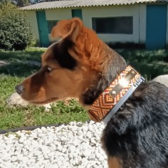 Collar para perro Piel... 2