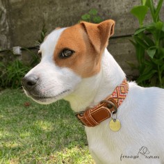 Collar para perro Piel... 2