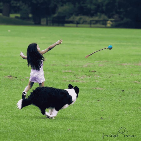 Pelotas para entrenamiento y entretenimiento de perros