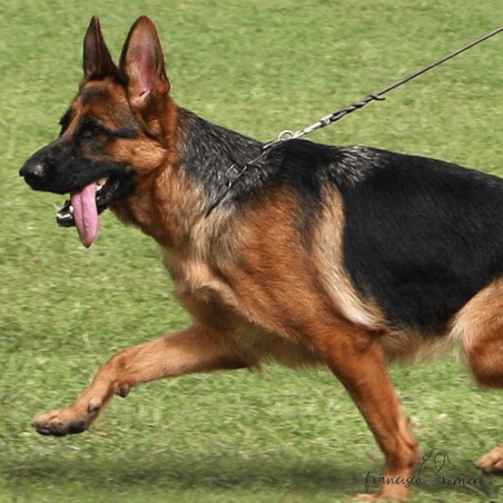 Correa Exposición 1,3 cm Trenzada y Cosida Dorado