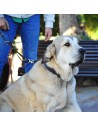 Correa De Adiestramiento O Entrenamiento para perro