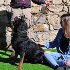 Correa De Adiestramiento O... 2