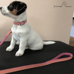 Correa perro piel de... 2