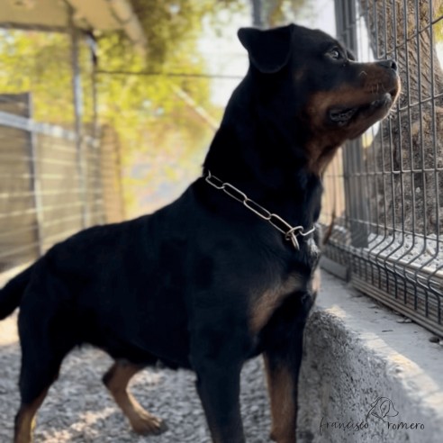 Collar metálico eslabón pequeño