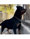 Collar metálico eslabón pequeño para perros