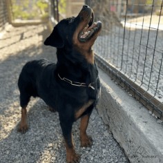Collar metálico eslabón grande 2