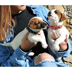 Collar de piel Faxion puppy... 2