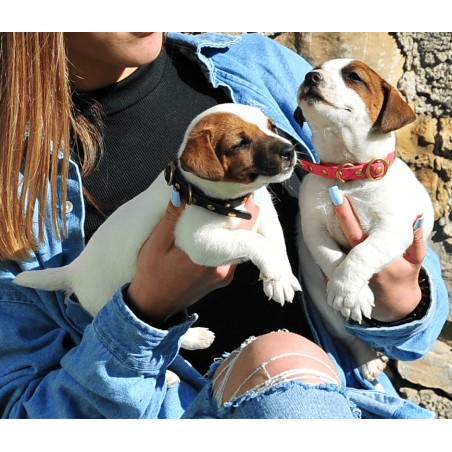 Collar de piel Faxion puppy Rosa