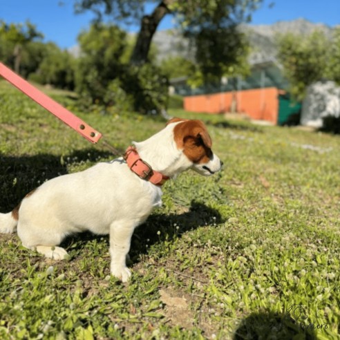 Collar Piel Bandera España para perros