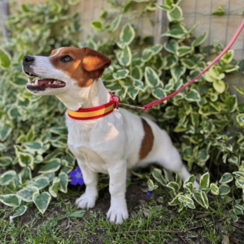 Collar Piel Bandera España para perros