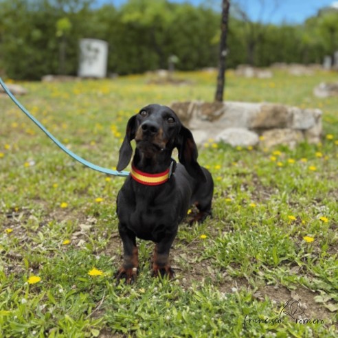 Collar Piel Bandera España para...