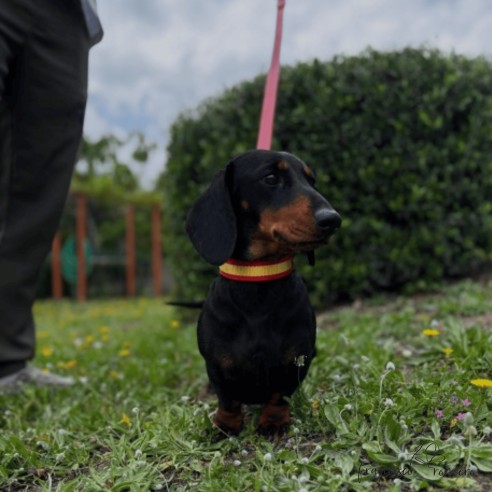 Collar Piel Bandera España para...