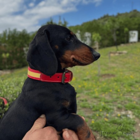 Collar Piel Bandera España Caramelo para perros
