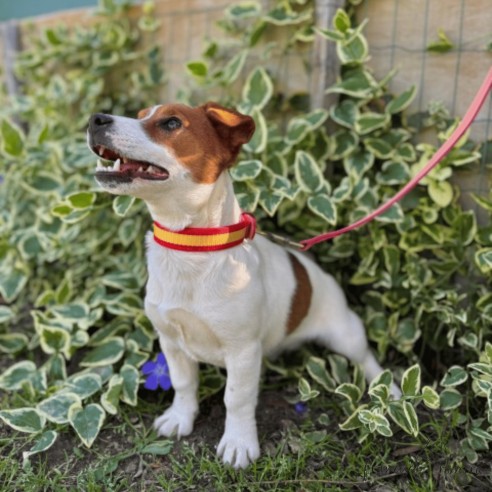 Collar Piel Bandera España Rosa para...