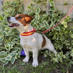 Correa Piel Bandera España... 2