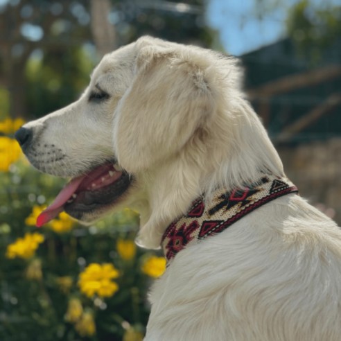 Collar para perro Piel Estrella Rojo