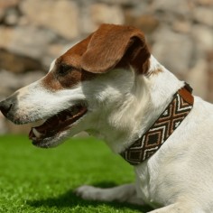 Collar para perro Piel Luna... 2