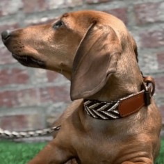 Collar para perro Piel... 2