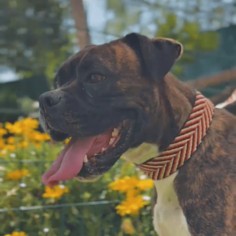 Collar para perro Piel... 2