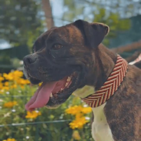 Collar Piel Funda Antiparasitaria Espiga Rojo Personalizado