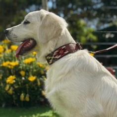 Collar para perro Piel... 2