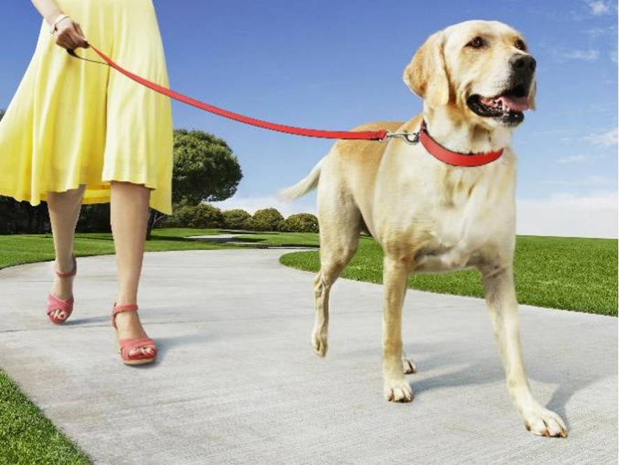 Consejos para pasear con tu perro