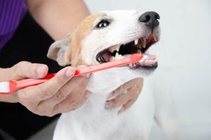 lavar los dientes del perro