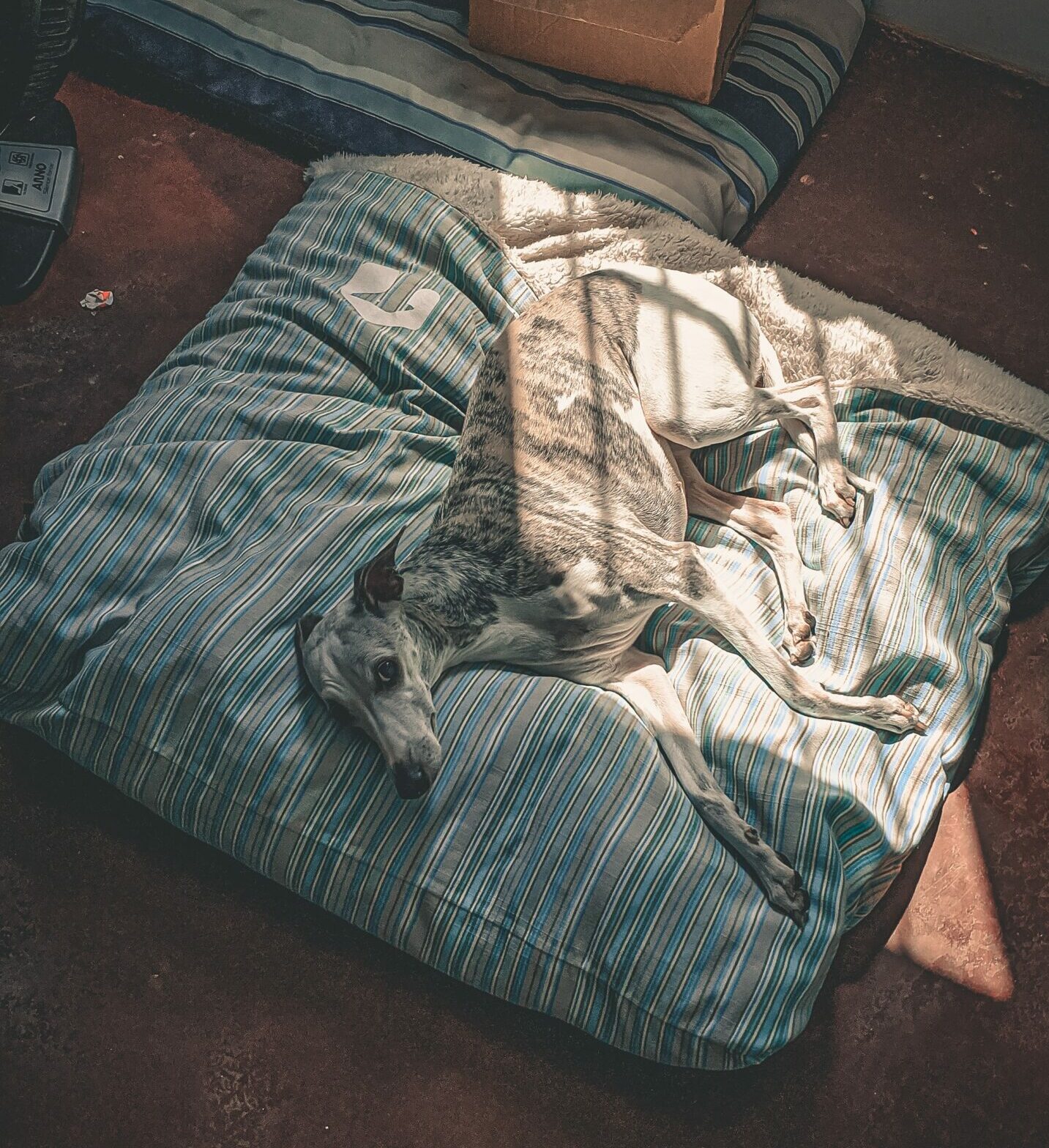 Cuidados galgo Whippet