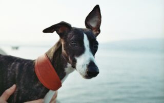 Alimentación Whippet