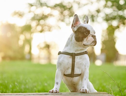 Bulldog francés: características y cuidados